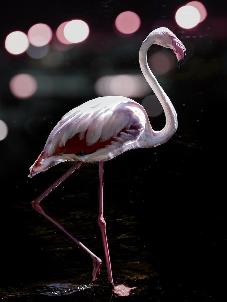 Dancing Flamingo