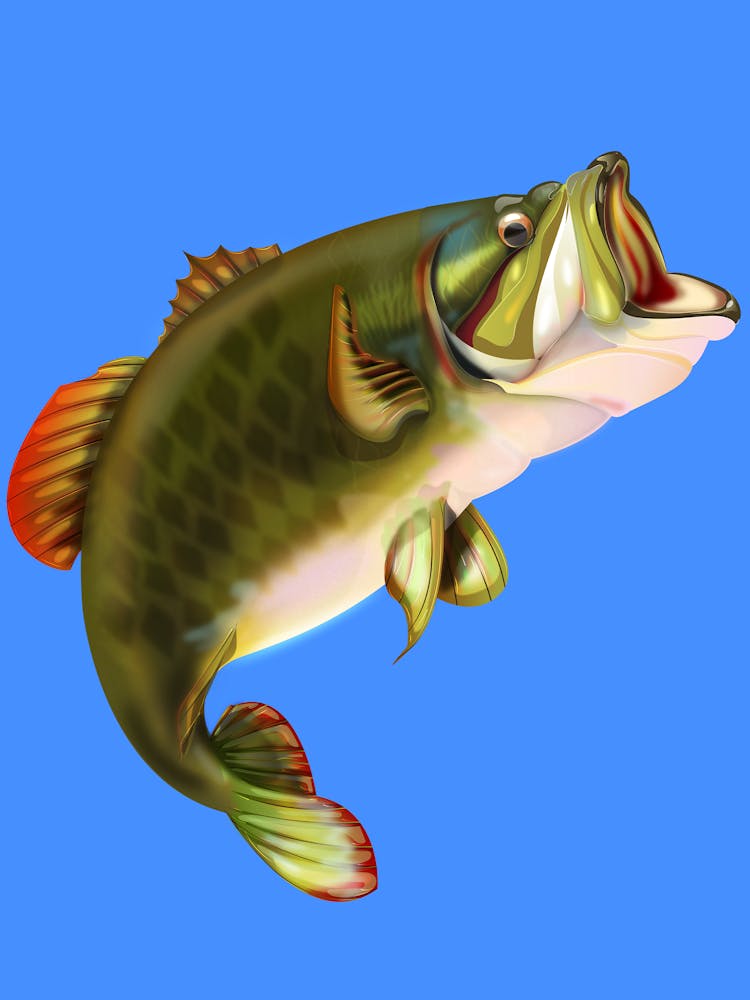 Forellenbarsch 2