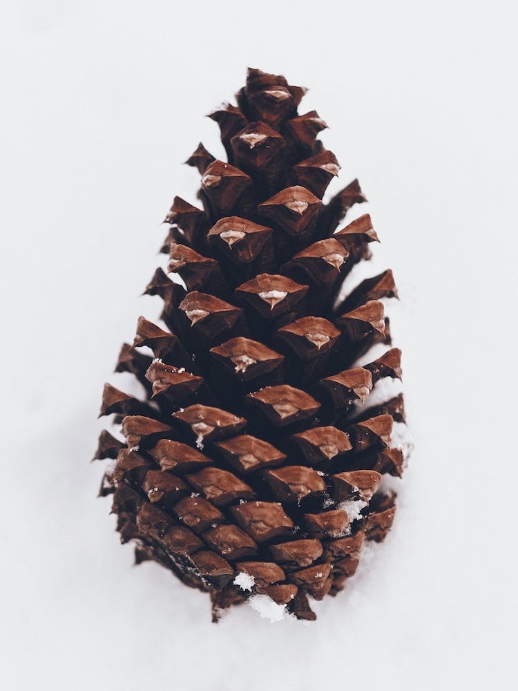 Winter Pinecone