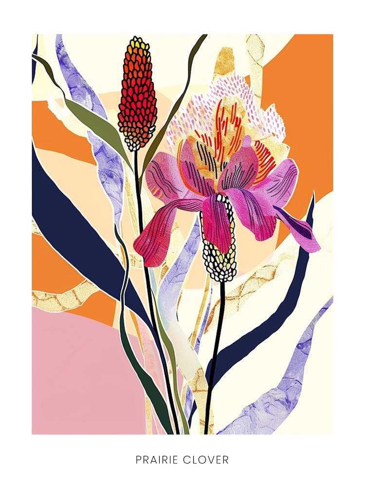 Affiche illustration de fleur colorée Trèfle des Prairies 2