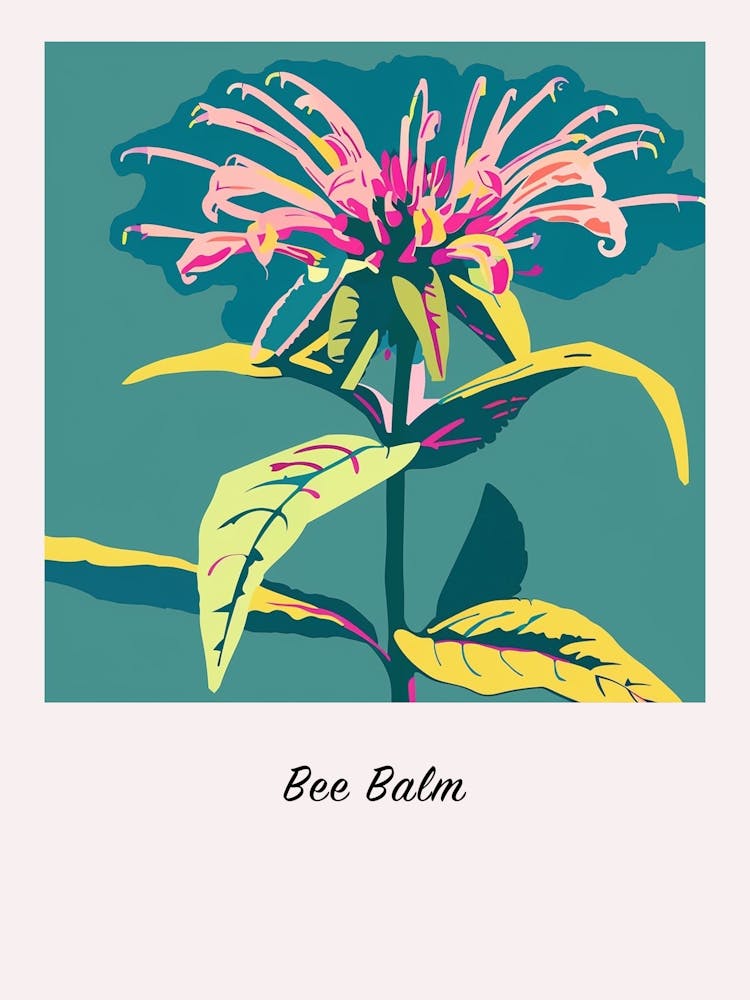 Bee Balm 2 Square Flower Illustration Poster