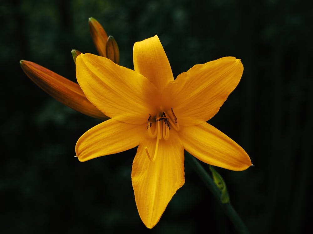 Yellow Lily 5