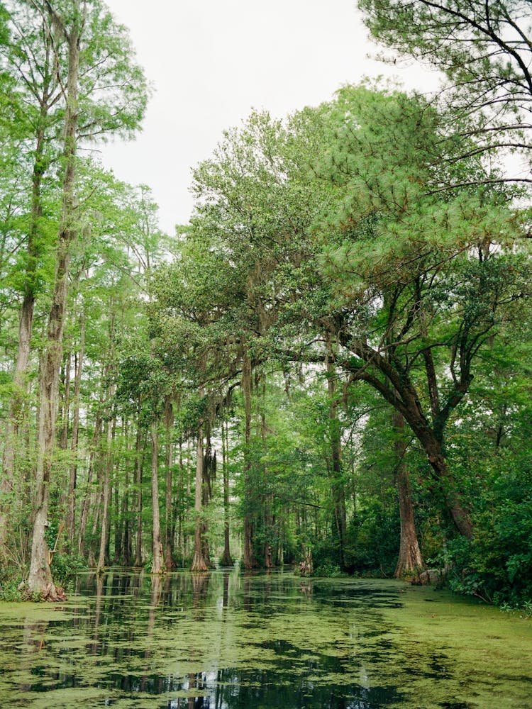 Charleston Cypress Garden II on Film
