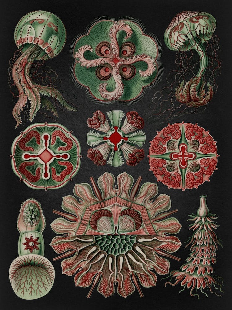 Vintage Haeckel 19 Tafel 98 Scheibenquallen