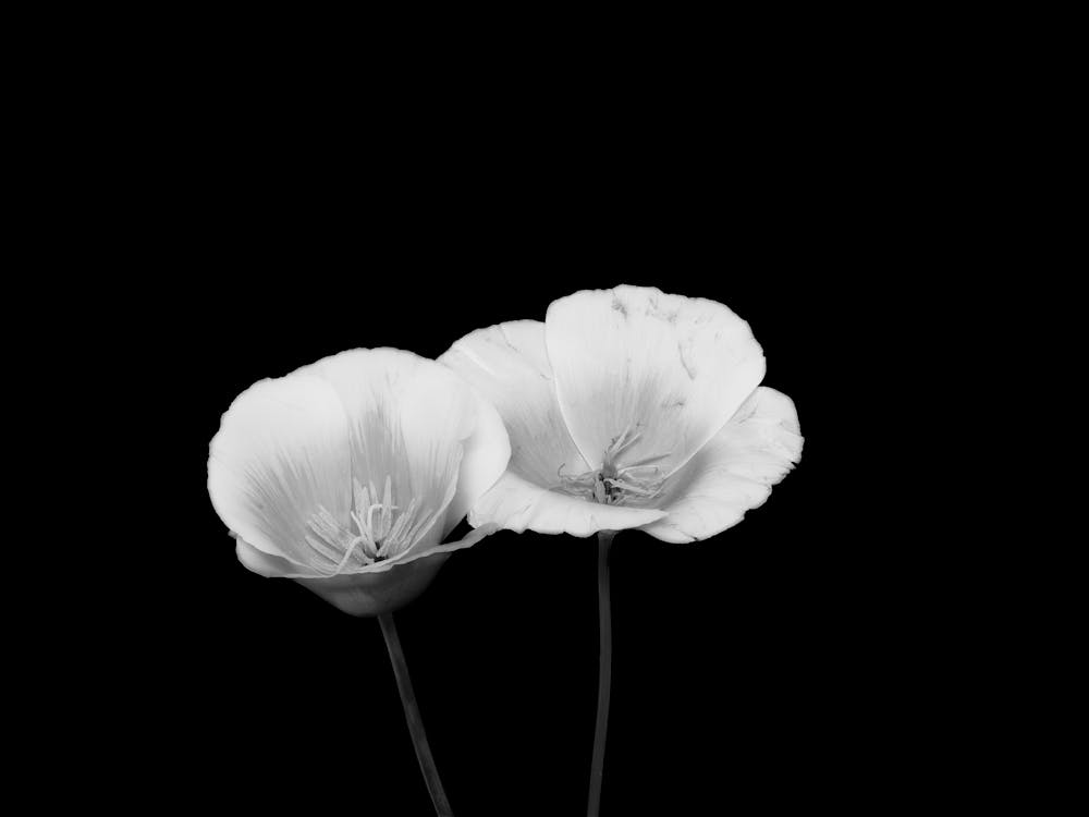 Black And White Poppies 4