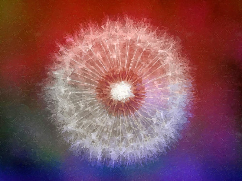 Dandelion, Oil Painting