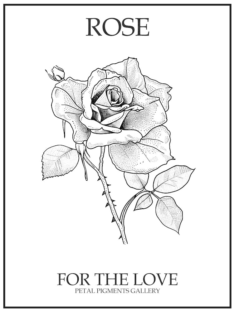 Rose Line Drawing 1 Poster