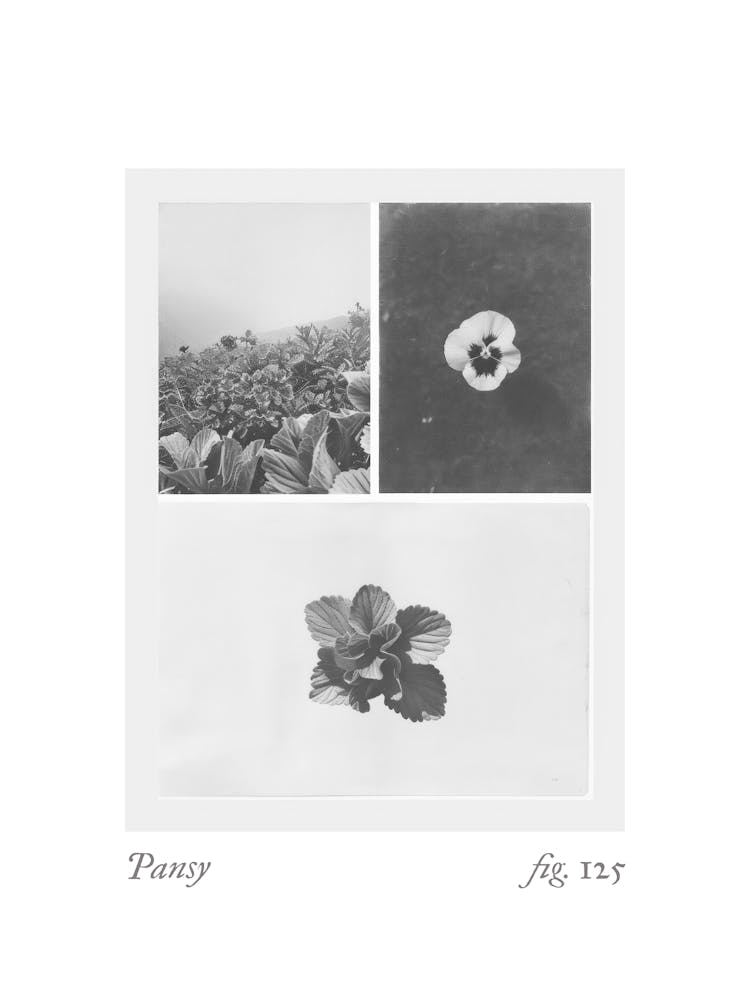 Pansy Botanical Collage 3