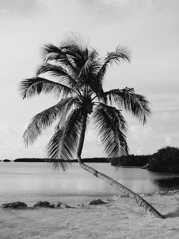 Palm Tree On The Beach