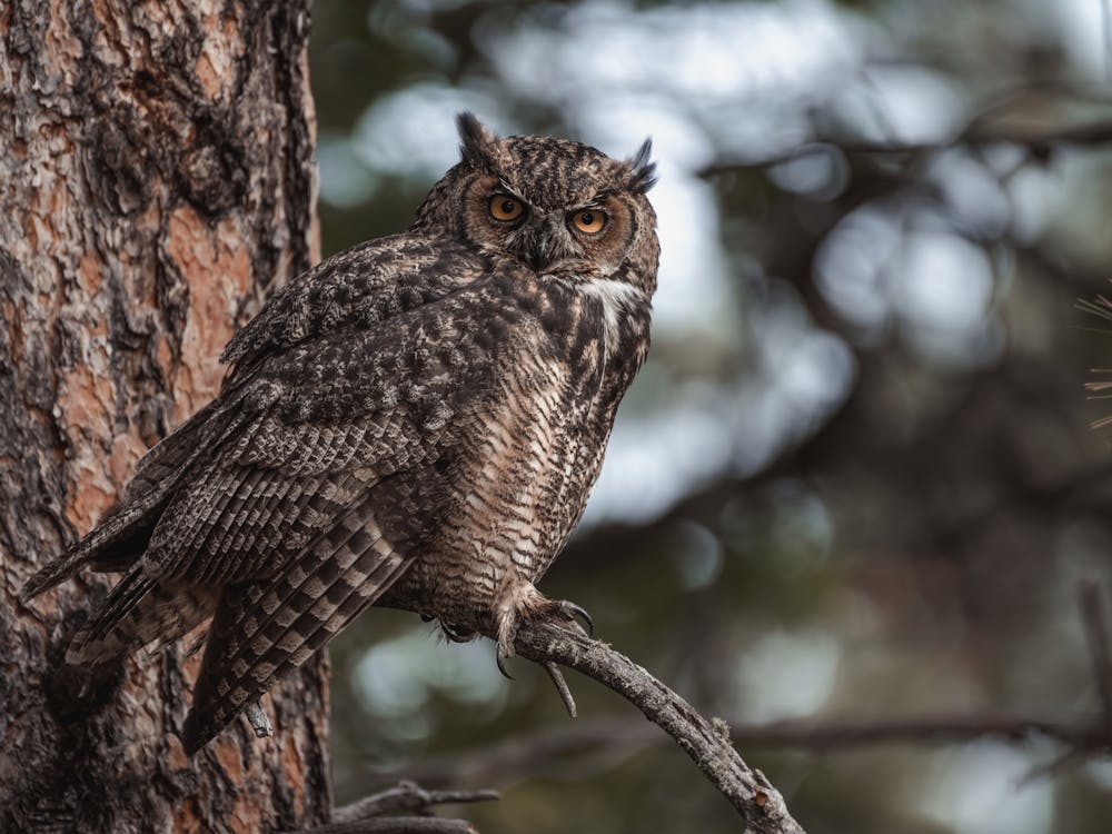 Horned Owl In Tree