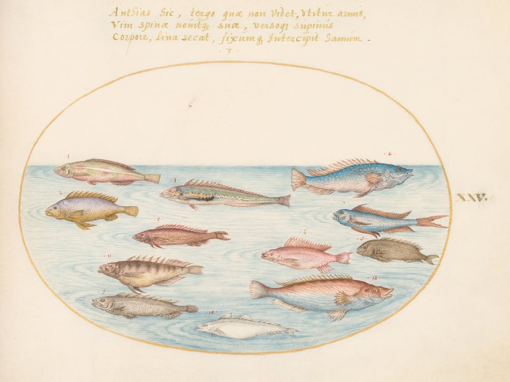 Animalia Aqvatilia et Cochiliata (c. 15751580), Joris Hoefnagel