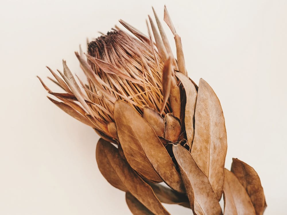 Large Protea Flower