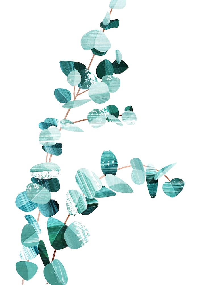 Eucalyptus II