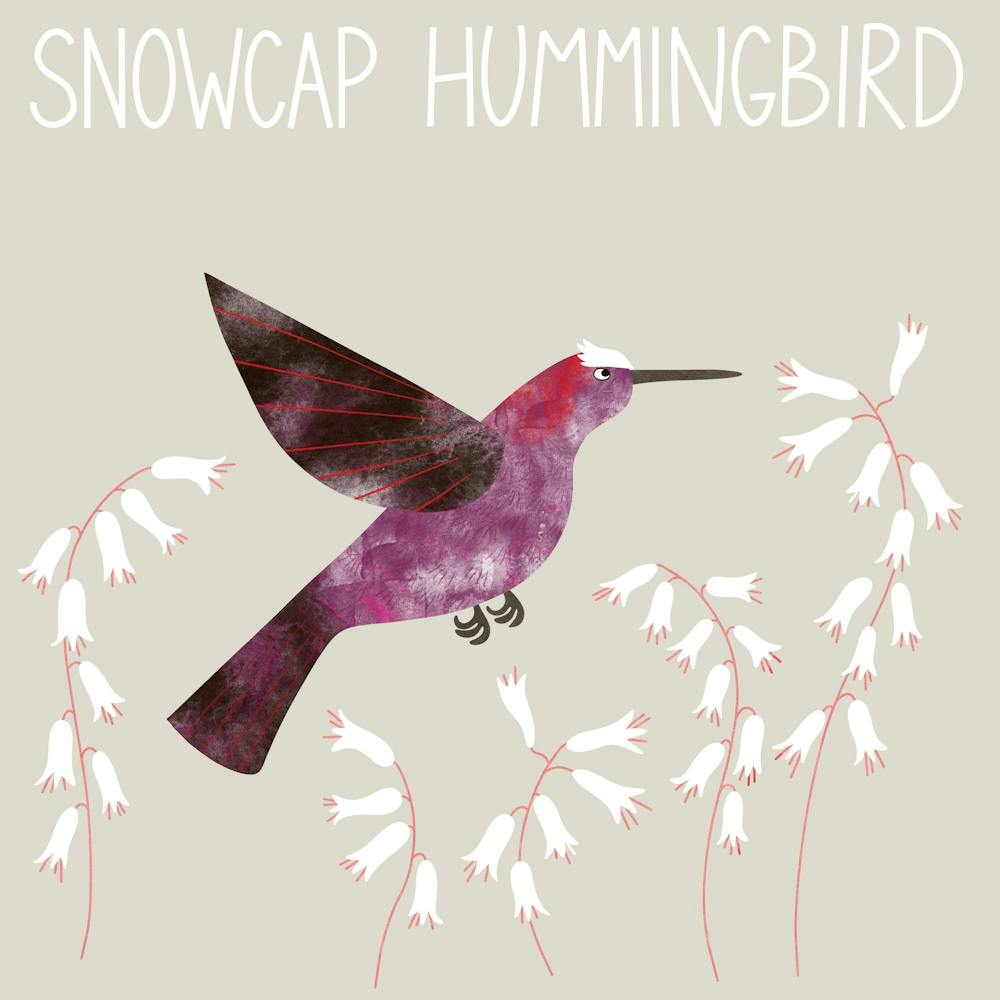 Snowcap Hummingbird