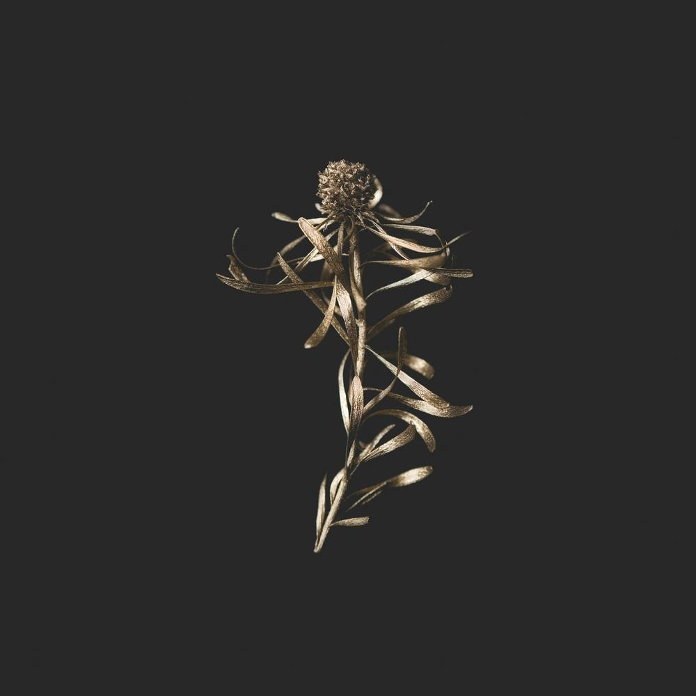 Golden Botanical Square