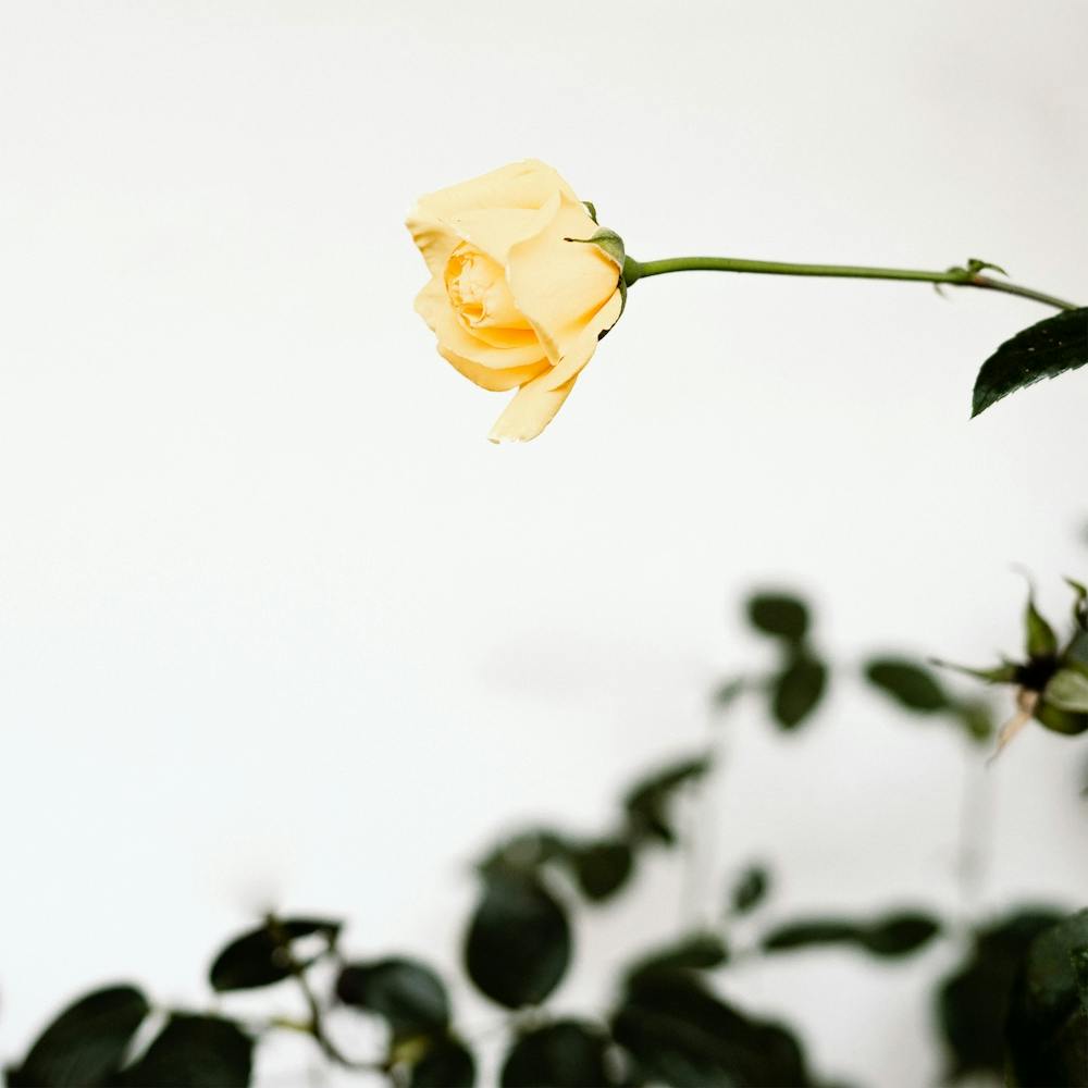 The Single Yellow Rose Square