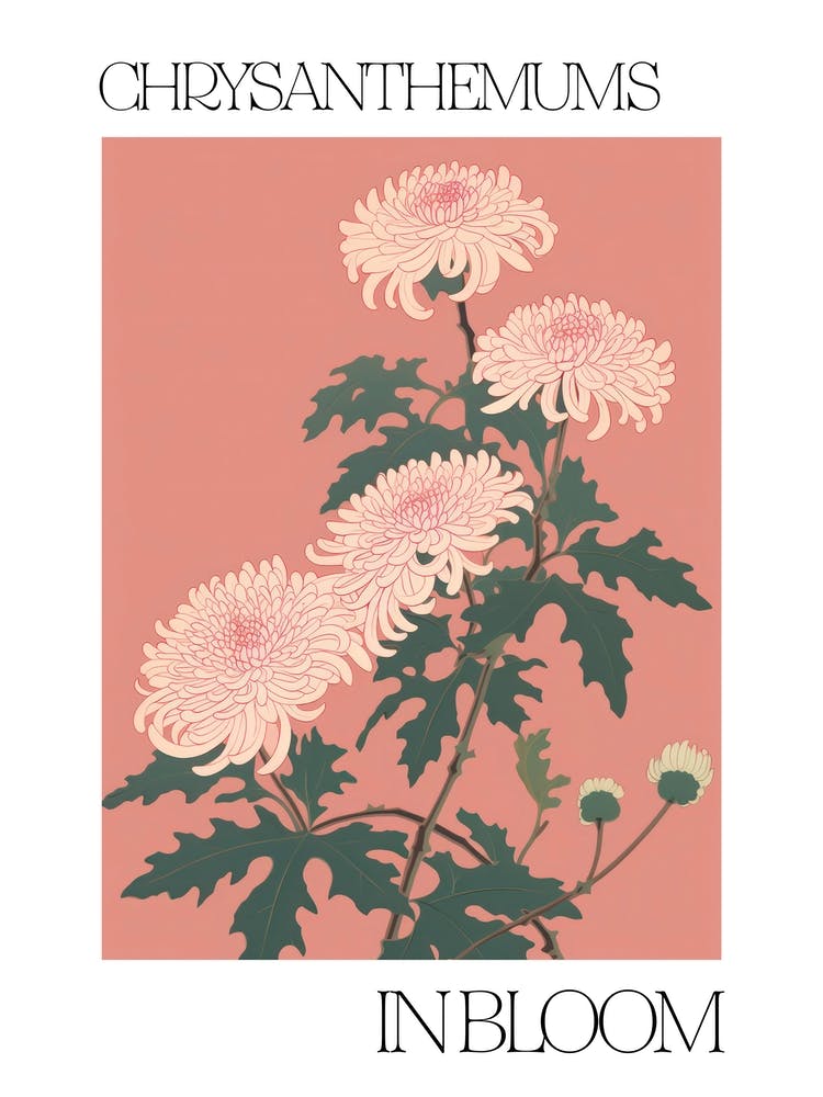 Chrysanthemums In Bloom Flowers Bold Illustration 3