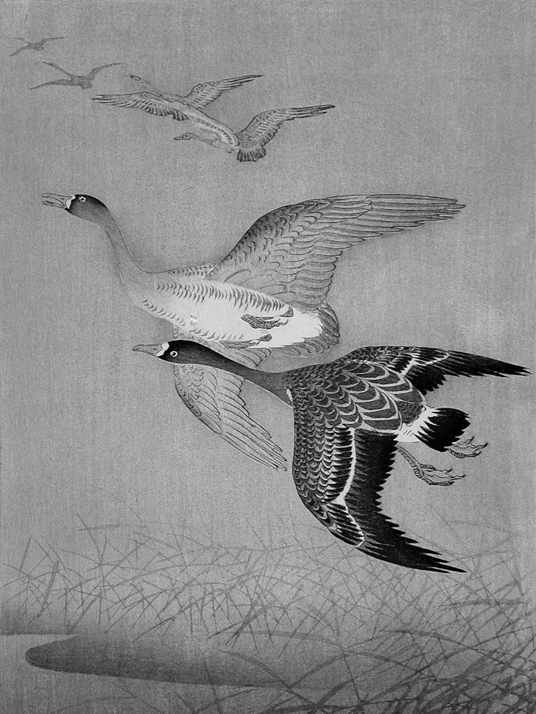Geese In Flight