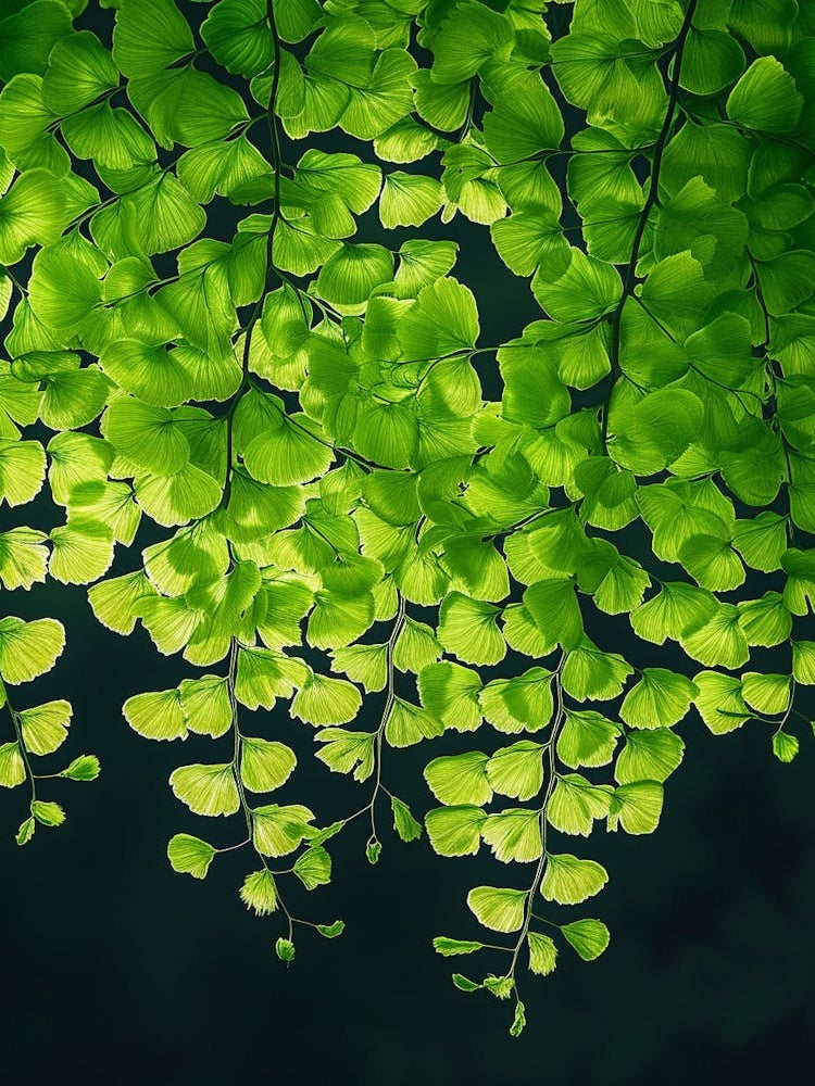 Pattern Poster Maidenhair Fern 3