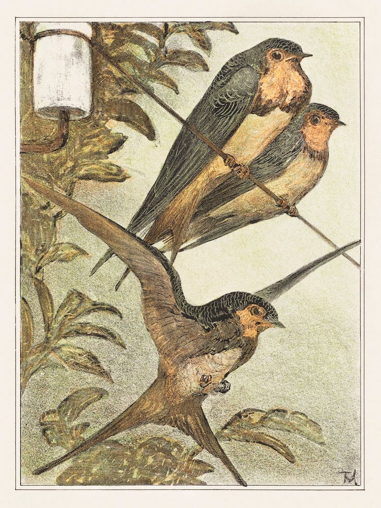 Three Swallows, Theo Van Hoytema