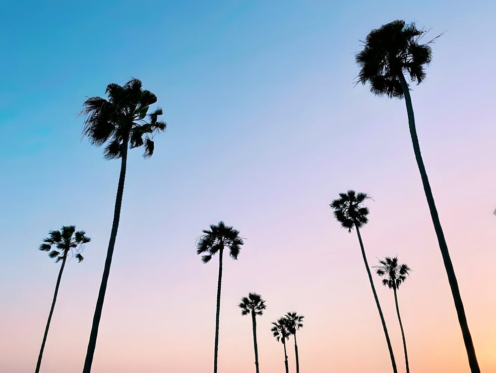Tropical Tranquility – Palm Trees Against a Vibrant Sky