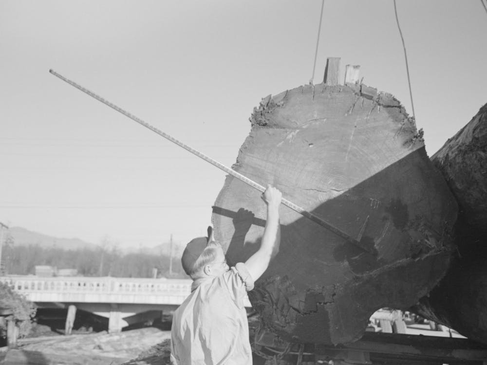 Scaler Who Measures And Determines Extent Of Rot In Logs, Tillamook, Oregon By Russell Lee 1