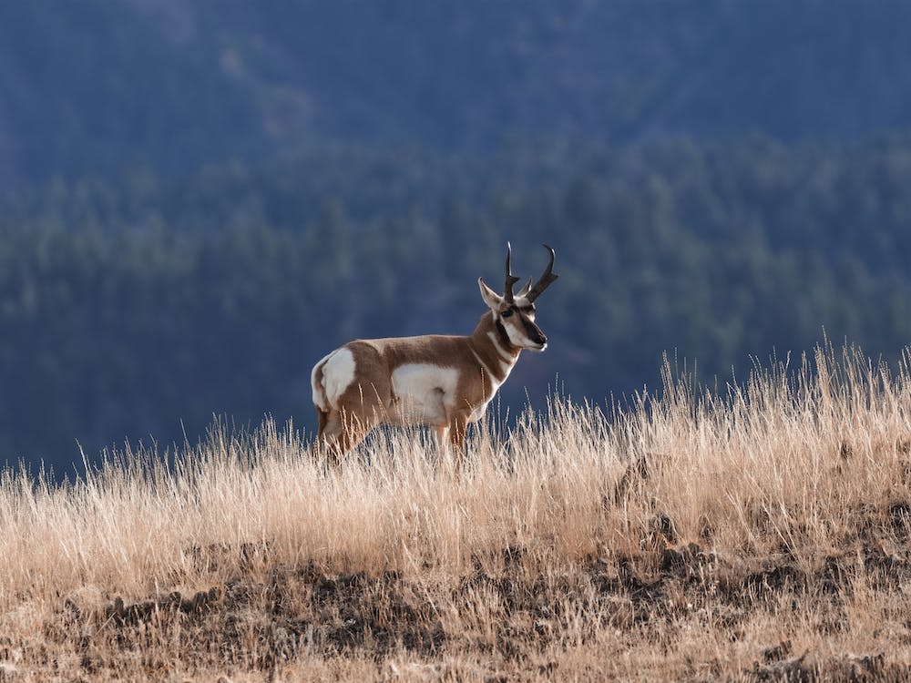 Pronghorn Antelope On Hillside