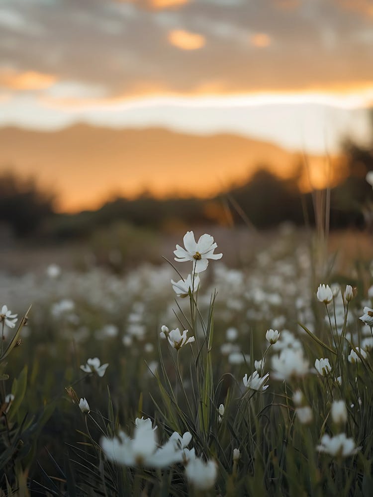 Sunset In The Meadow 2