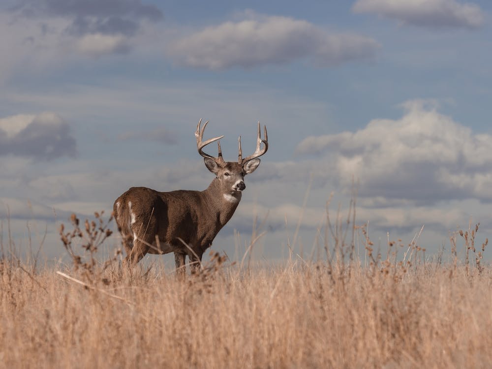 Midwest Whitetail Deer