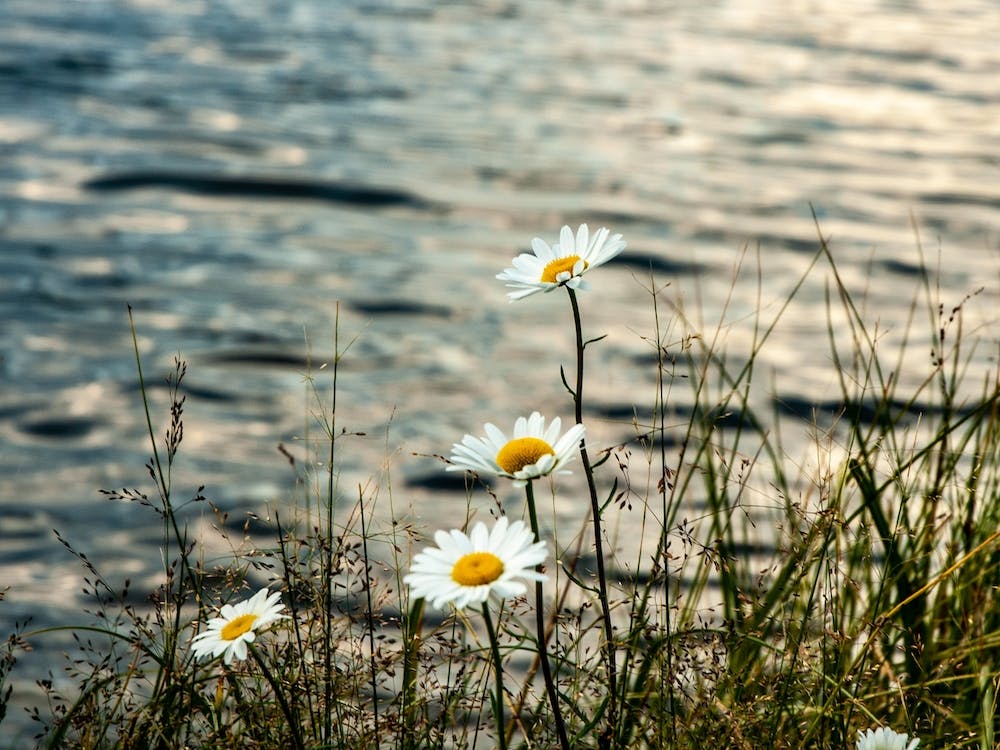 Lake Flowers
