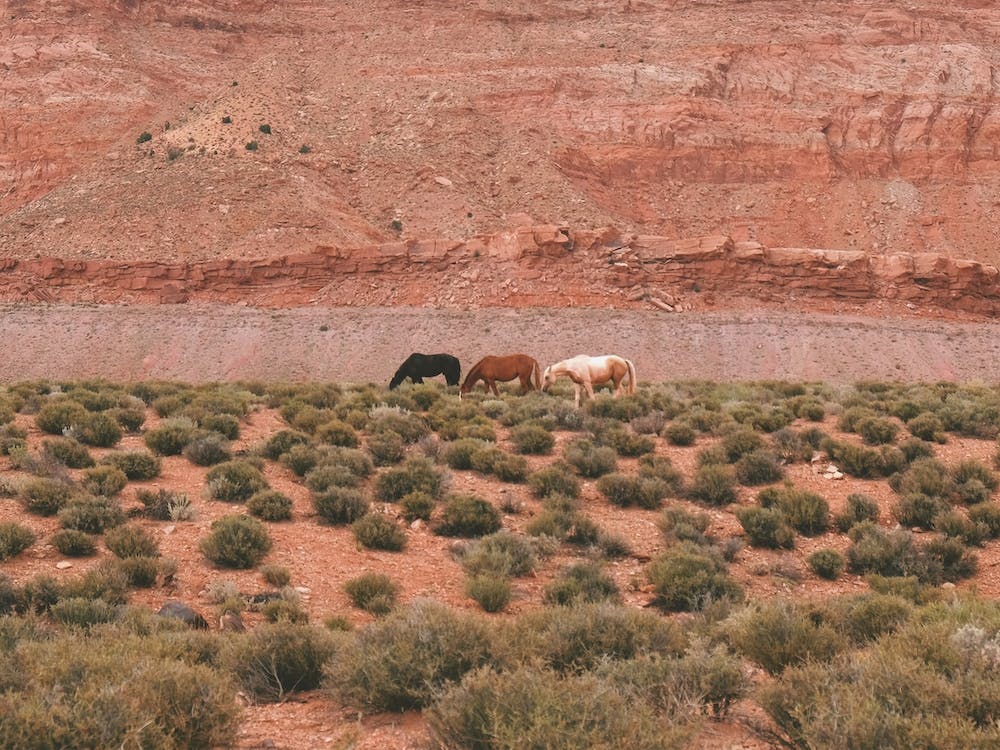 Herd Of Desert Horses
