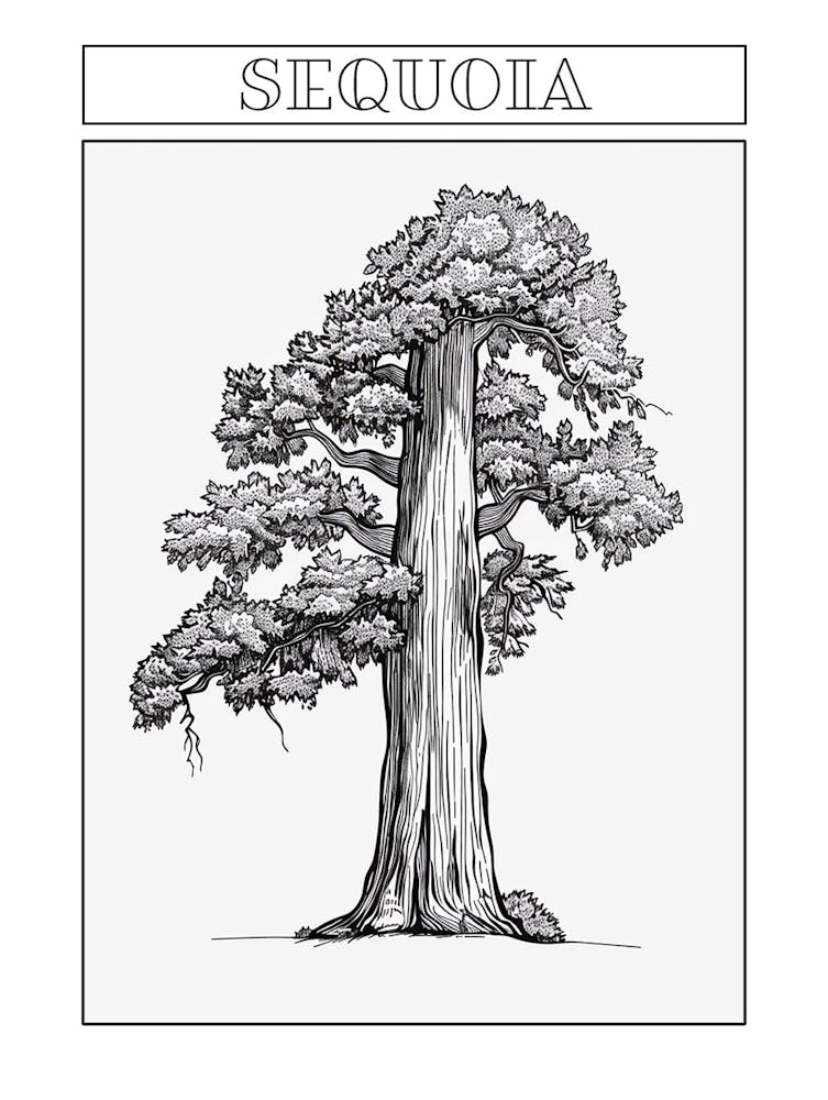 Sequoia Tree Minimalistic Drawing 2 Poster