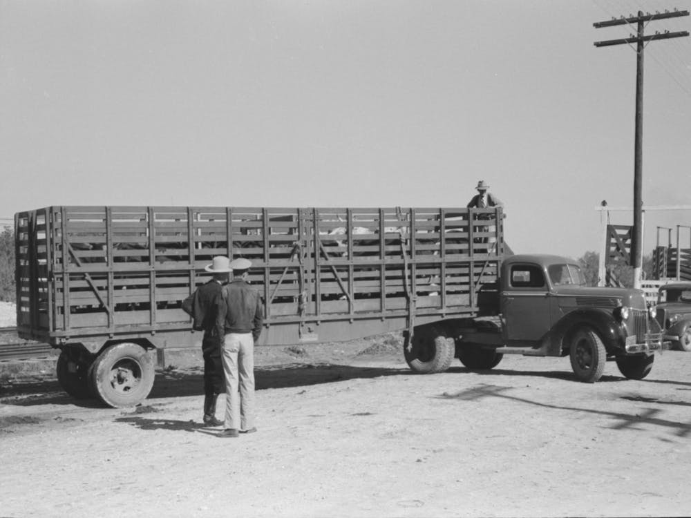 Large Truck Trailer Filled With Cattle To Be Sold At Stockyards Auction, San Angelo, Texas By Russell Lee