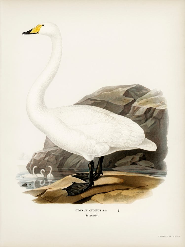Whooper Swan (Cygnus Cygnus), The Von Wright Brothers
