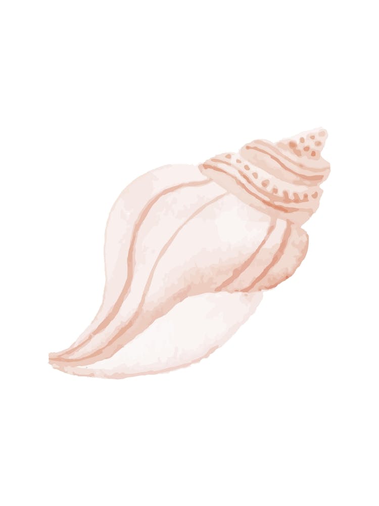 Pink Seashell 2