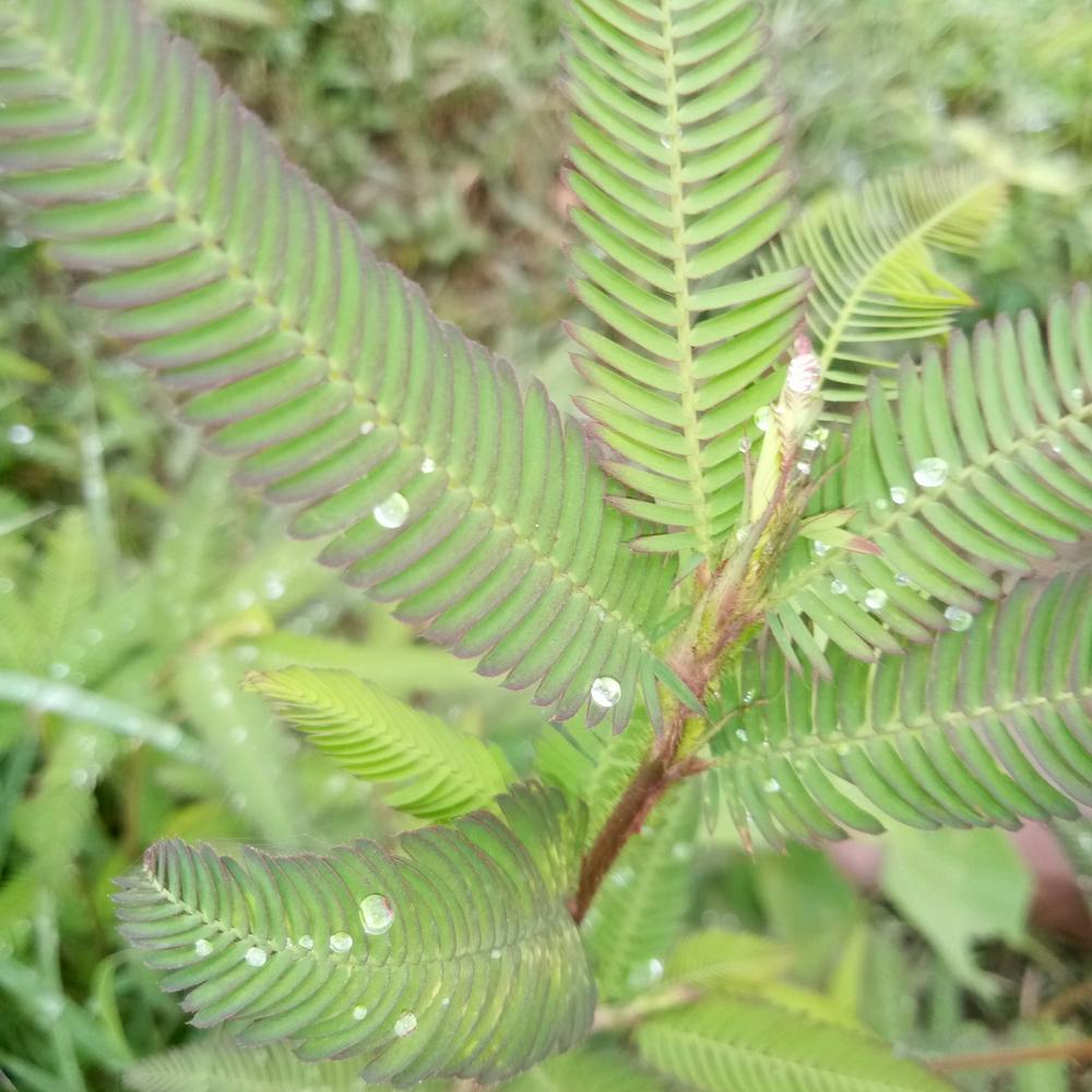 grass photography design 1