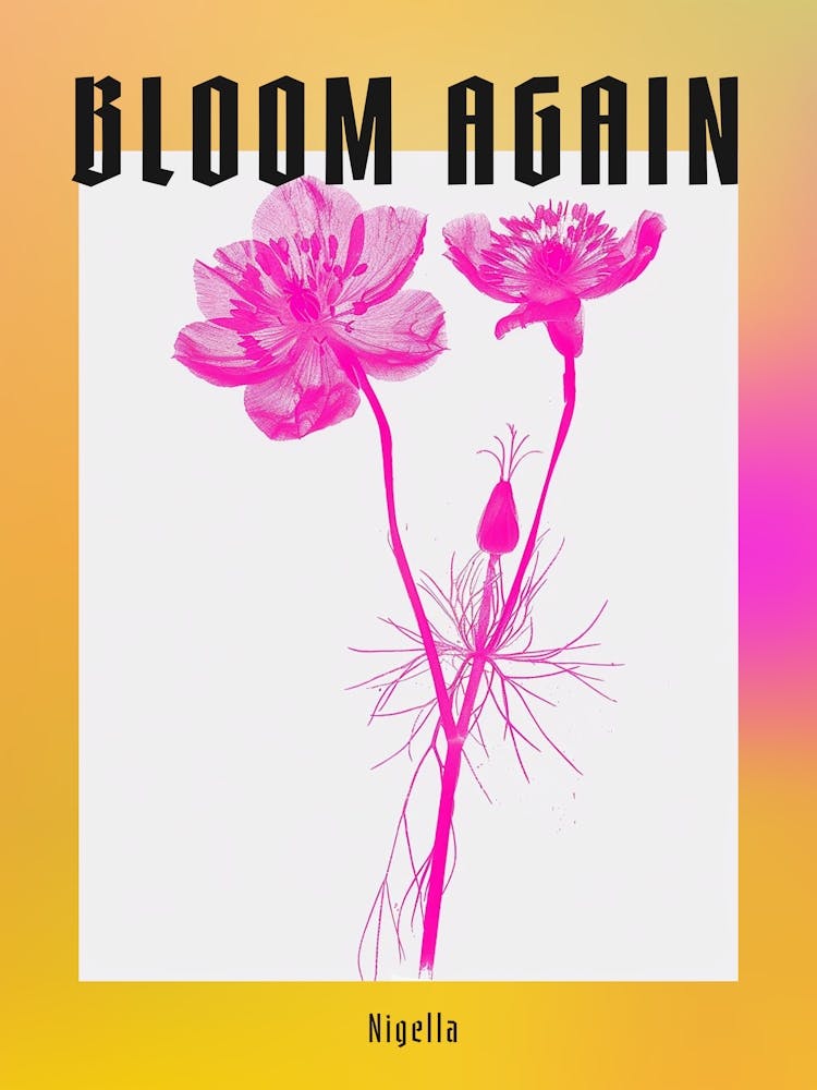 Hot Pink Nigella 1 Poster