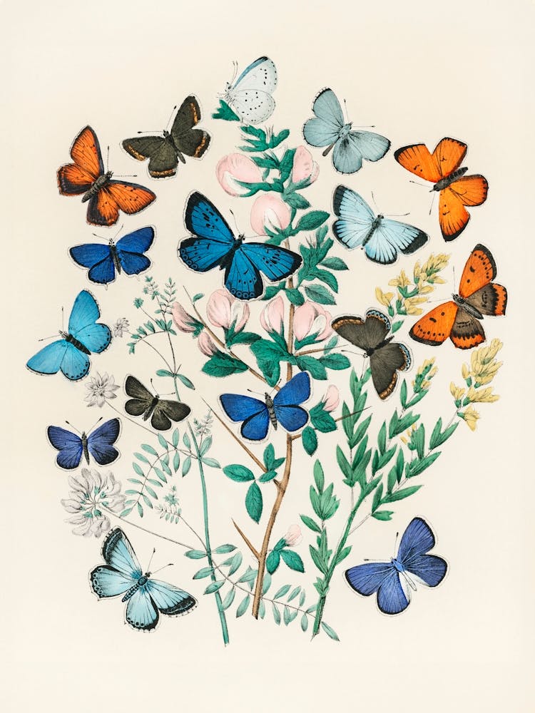Butterflies On A Branch. Vintage Nursery Illustration, Kids Room