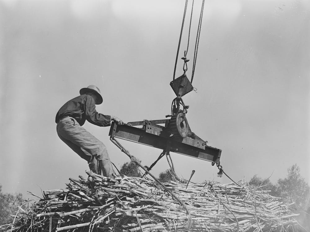 Placing Ropes Into Position For Hoisting Bundles Of Sugarcane At Mill Near New Iberia, Louisiana By Russell Lee