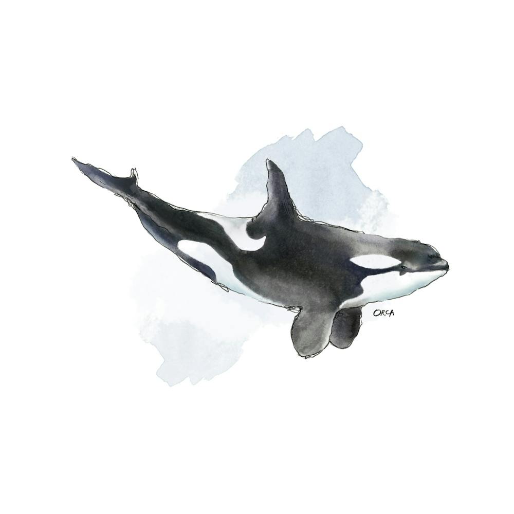 Orca-Wal
