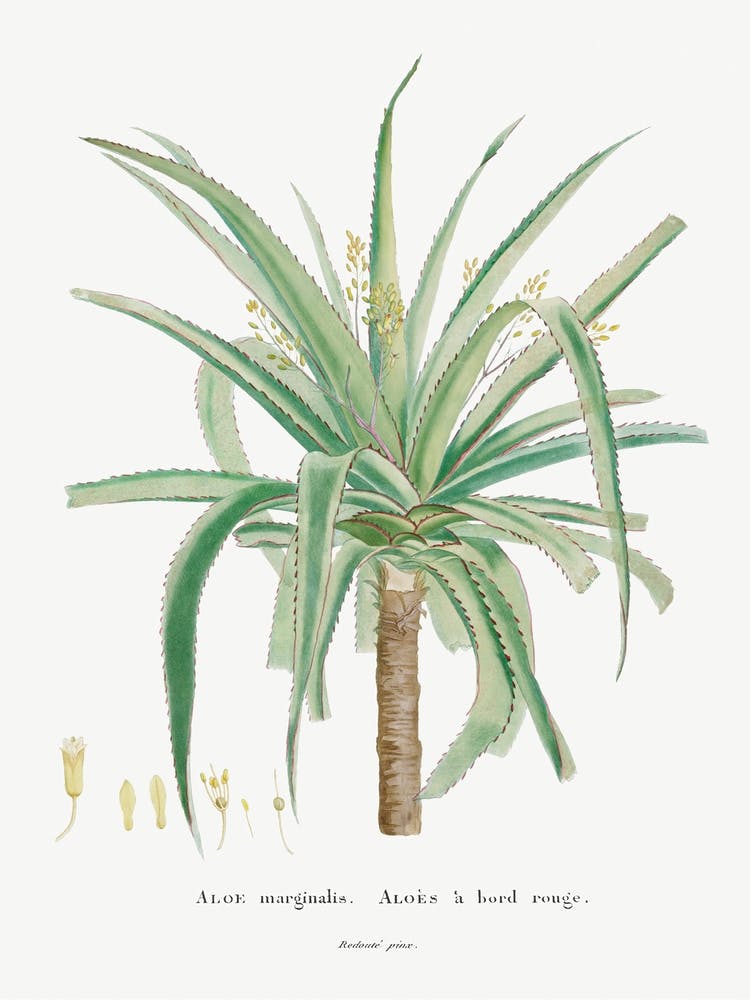 Aloe Marginalis, Pierre Joseph Redoute