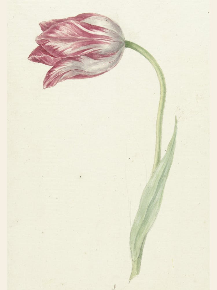 Tulip - Tulip