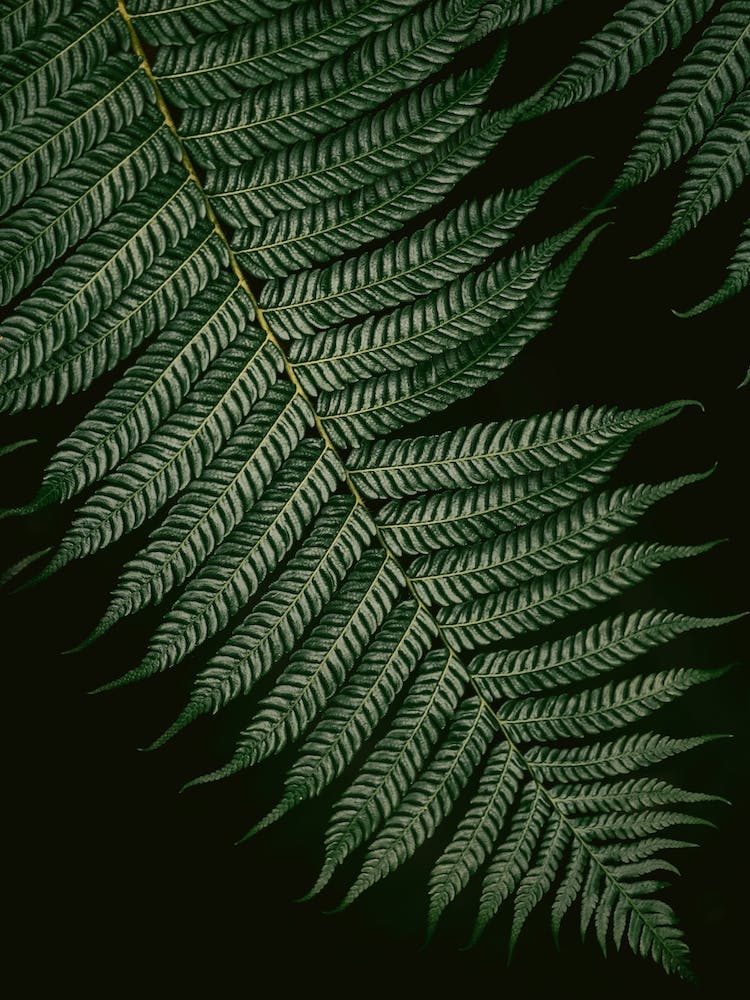 Botanical Vern Color Black And Green