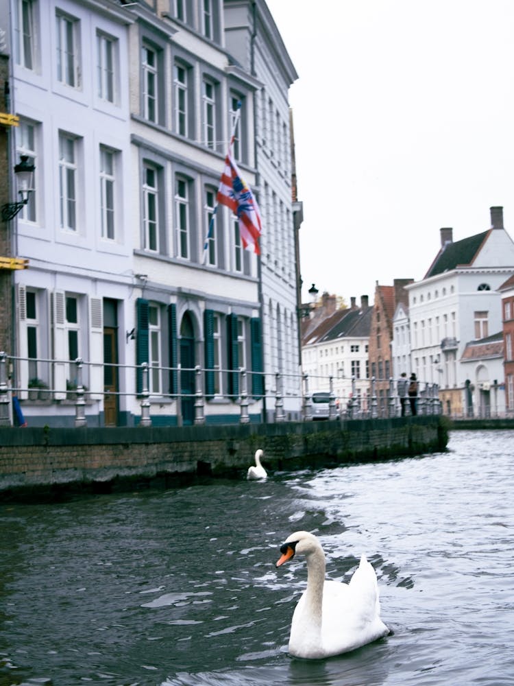 Swans In Bruges