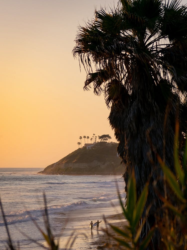 Surf Couple Walks Underneath Palm Trees