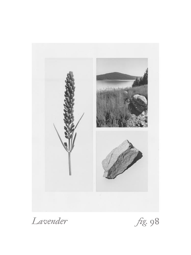 Lavendel Botanische Collage 4