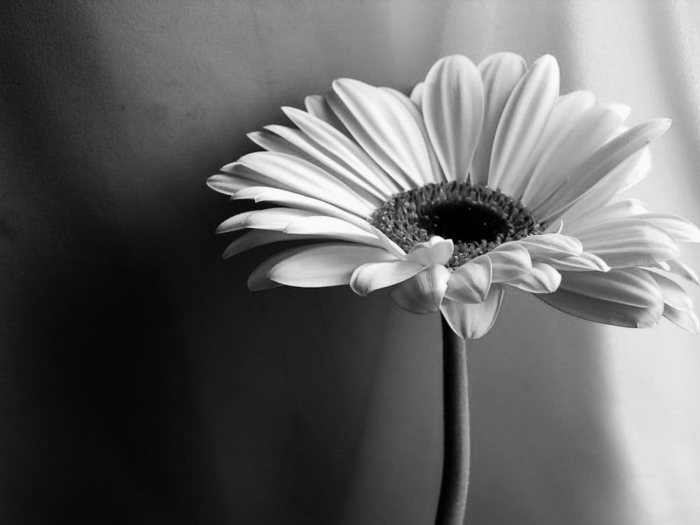 Gerbera Daisy 2