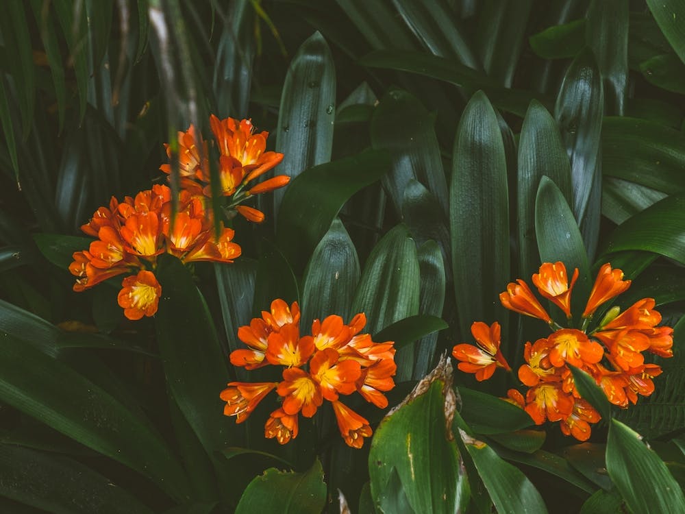 Orange Botanicals