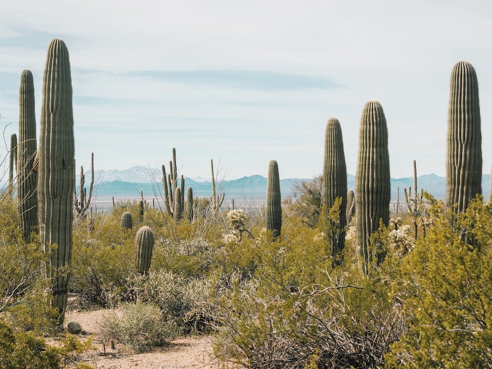 Saguaro Cactus Scenery