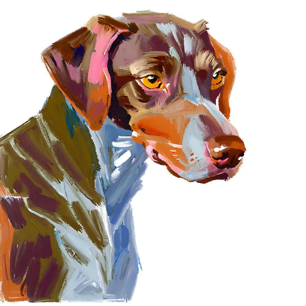 German Shorthaired Pointer 04